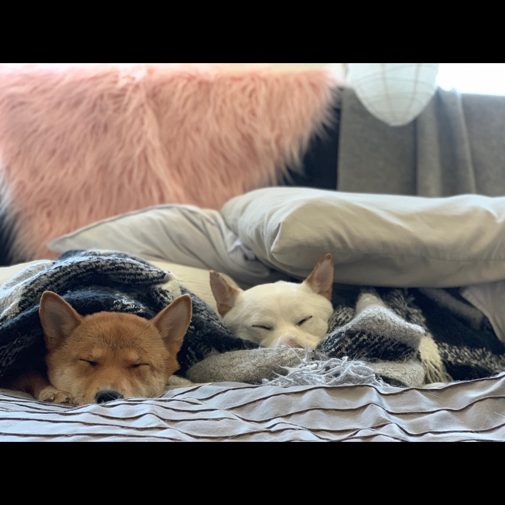 Meet your Posher, Saki & Ryu